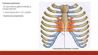 Transverso del tórax:
- O: Cara interna apófisis xifoides y
cuerpo esternón.
- I: Cara interna de 3.- y 4.- costilla.
- Auxiliar en la espiración.
 