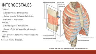 INTERCOSTALES
Externo:
- O: Borde Interno de la costillas.
- I: Borde superior de la costilla inferior.
- Auxiliar en la inspiración.
Interno:
- O: Borde superior de la costilla.
- I: Borde inferior de la costilla subyacente.
Intimo:
- Cara profunda de los músculos intercostales
internos.
Tienen la misma dirección.
 