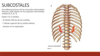 SUBCOSTALES
Son diferenciaciones de los músculos intercostales
internos. Sólo existen en los espacios intercostales
medios (4, 5, 6, 7).
Saltan 2 ó 3 costillas.
- O: Borde Inferior de las costillas.
- I: Borde superior de la costilla inferior.
- Auxiliar en la inspiración.
 