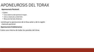 Aponeurosis Pectoral:
- Cubre:
• Cara externa del pectoral mayor.
• Une a clavícula y esternón.
• Musculo Serrato Anterior.
constituye la aponeurosis de la fosa axilar y de la región
claviculo pectoral.
APONEUROSIS DEL TORAX
Aponeurosis Endotoracica:
Cubre cara interna de todas las paredes del tórax.
 