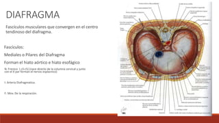 DIAFRAGMA
Fascículos musculares que convergen en el centro
tendinoso del diafragma.
Fascículos:
Mediales o Pilares del Diafragma
Forman el hiato aórtico e hiato esofágico
N: Frenico ( c3-c5) (nace directo de la columna cervical y junto
con el X par forman el nervio esplacnico)
I: Arteria Diafragmatica.
F: Mov. De la respiración.
 