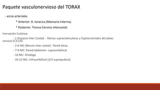 - arcos arteriales
* Anterior: A. toracica (Mamaria Interna).
* Posterior: Tronco Cervico Intercostal.
Paquete vasculonervioso del TORAX
Inervación Cutánea:
- 1 (Espacio inter Costal) : Ramas supraclaviculares y Supracromiales del plexo
cervical (C3-C4).
- 2-6 NIC (Nervio inter costal) : Pared tórax.
- 7-9 NIC: Pared abdomen- supraumbilical.
- 10 NIC: Ombligo
- 10-12 NIC: Infraumbilical (2/3 supropubico)
 