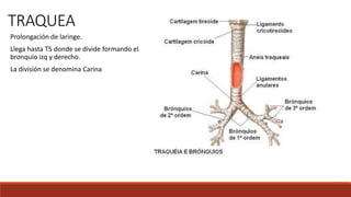 TRAQUEA
Prolongación de laringe.
Llega hasta T5 donde se divide formando el
bronquio izq y derecho.
La división se denomina Carina
 