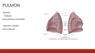 PULMON
Derecho:
- 3 lobulos
(cisura oblicua y horizontal).
Izquierdo: 2 lobulos
(cisura oblicua)
 