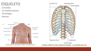 ESQUELETO
12 Costillas.
12 vertebras torácicas.
10 cartílagos.
Esternón.
 