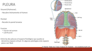 PLEURA
Visceral (Pulmonar).
- Recubre íntimamente el Pulmon
Parietal
- Recubre la pared toraxica
Funcion
• Fijación del pulmón
• Lubrificación
Entre las dos pleuras el espacio fisiológico que queda se
denomina espacio virtual. En algunas patologías este espacio
pasa a ser Real.
 