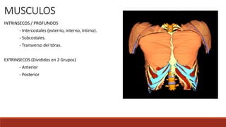 MUSCULOS
INTRINSECOS / PROFUNDOS
- Intercostales (externo, interno, intimo).
- Subcostales.
- Transverso del tórax.
EXTRINSECOS (Divididos en 2 Grupos)
- Anterior
- Posterior
 