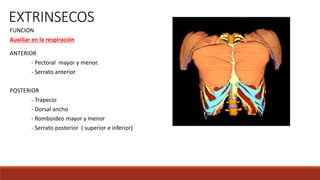 EXTRINSECOS
FUNCION
Auxiliar en la respiración
ANTERIOR
- Pectoral mayor y menor.
- Serrato anterior
POSTERIOR
- Trapecio
- Dorsal ancho
- Romboideo mayor y menor
- Serrato posterior ( superior e inferior)
 