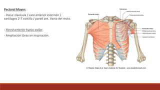 Pectoral Mayor:
- Inicia: clavícula / cara anterior esternón /
cartílagos 2-7 costilla / pared ant. Vaina del recto.
- Pared anterior hueco axilar.
- Ampliación tórax en inspiración.
 