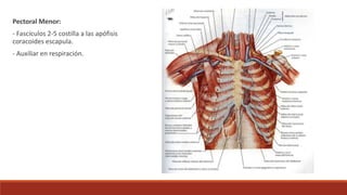 Pectoral Menor:
- Fascículos 2-5 costilla a las apófisis
coracoides escapula.
- Auxiliar en respiración.
 