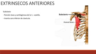 Subclavio
- Porción ósea y cartilaginosa de la 1.- costilla.
- Inserta cara inferior de clavícula.
EXTRINSECOS ANTERIORES
 