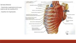 Serrato Anterior
- Fascículos superiores en la cara
externa de las costillas 8-9.
- Auxiliar en inspiración.
 