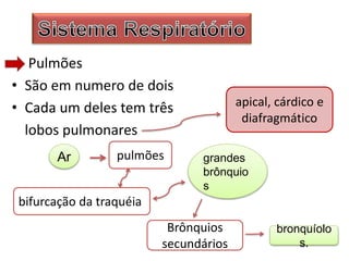 Pulmões
• São em numero de dois
• Cada um deles tem três
lobos pulmonares
apical, cárdico e
diafragmático
Ar pulmões
bifurcação da traquéia
grandes
brônquio
s
Brônquios
secundários
bronquíolo
s.
 