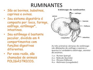 RUMINANTES
• São os bovinos, bubalinos,
caprinos e ovinos.
• Seu sistema digestório é
composto por: boca, faringe,
esôfago, estômago*,
intestinos.
• Seu estômago é bastante
peculiar, dividido em 4
compartimentos com
funções digestivas
diferentes.
• Por essa razão, são
chamados de animais
POLIGÁSTRICOS.
 