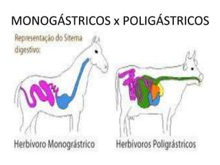 MONOGÁSTRICOS x POLIGÁSTRICOS
 