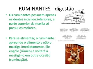 RUMINANTES - digestão
• Os ruminantes possuem apenas
os dentes incisivos inferiores; a
parte superior da maxila só
possui os molares.
• Para se alimentar, o ruminante
apreende o alimento e não o
mastiga imediatamente. Ele
engole (rúmen) e voltará a
mastigá-lo em outra ocasião
(ruminação).
 