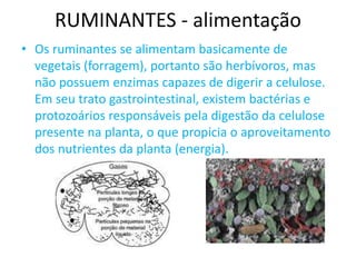 RUMINANTES - alimentação
• Os ruminantes se alimentam basicamente de
vegetais (forragem), portanto são herbívoros, mas
não possuem enzimas capazes de digerir a celulose.
Em seu trato gastrointestinal, existem bactérias e
protozoários responsáveis pela digestão da celulose
presente na planta, o que propicia o aproveitamento
dos nutrientes da planta (energia).
 