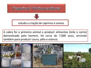 estuda a criação de caprinos e ovinos
A cabra foi o primeiro animal a produzir alimentos (leite e carne)
domesticado pelo homem, há cerca de 7.000 anos, servindo
também para produzir couro, pêlo e esterco.
 
