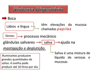 Boca
processo mecânico
glândulas salivares ajuda na
mastigação e deglutição.
Lábios e língua têm elevações da mucosa
chamadas papilas
saliva
Saliva é uma mistura de
líquido de serosas e
mucosas
Ruminantes produzem
grandes quantidades de
saliva. A ovelha pode
produzir até 10 litros por dia.
Dentes
 