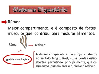 Rúmen
Maior compartimento, e é composto de fortes
músculos que contribui para misturar alimentos.
Rúmen retículo
goteira esofágica
Pode ser comparada a um conjunto aberto
no sentido longitudinal, cujas bordas estão
abertas, permitindo, principalmente, que os
alimentos, passem para o rúmen e o retículo.
 