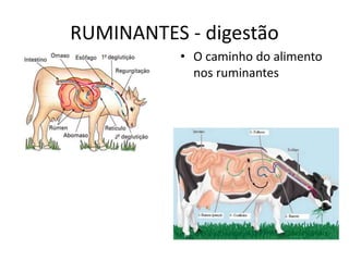 RUMINANTES - digestão
• O caminho do alimento
nos ruminantes
 