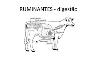 RUMINANTES - digestão
 