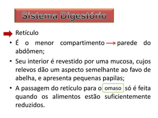 Retículo
• É o menor compartimento parede do
abdômen;
• Seu interior é revestido por uma mucosa, cujos
relevos dão um aspecto semelhante ao favo de
abelha, e apresenta pequenas papilas;
• A passagem do retículo para o só é feita
quando os alimentos estão suficientemente
reduzidos.
omaso
 
