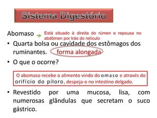 Abomaso
• Quarta bolsa ou cavidade dos estômagos dos
ruminantes. forma alongada
• O que o ocorre?
• Revestido por uma mucosa, lisa, com
numerosas glândulas que secretam o suco
gástrico.
Está situado à direita do rúmen e repousa no
abdômen por trás do retículo
O abomaso recebe o alimento vindo do omaso e através do
orifício do piloro, despeja-o no intestino delgado.
 