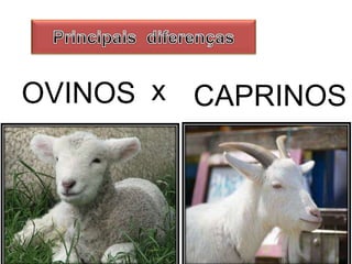 OVINOS x CAPRINOS
 