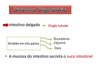 Intestino delgado
• A mucosa do intestino secreta o suco intestinal
Órgão tubular
Dividido em três partes
Duodeno
Íleo
Jejuno
 