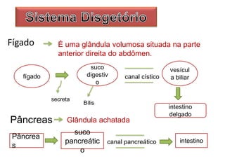 Fígado É uma glândula volumosa situada na parte
anterior direita do abdômen.
fígado
suco
digestiv
o
vesícul
a biliar
intestino
delgado
Bílis
secreta
canal cístico
Glândula achatada
Pâncrea
s
Pâncreas
suco
pancreátic
o
canal pancreático intestino
 