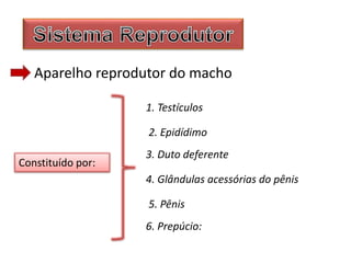 Aparelho reprodutor do macho
1. Testículos
Constituído por:
2. Epidídimo
3. Duto deferente
4. Glândulas acessórias do pênis
5. Pênis
6. Prepúcio:
 