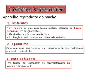 Aparelho reprodutor do macho
1. Testículos
Em número de dois com forma ovalada, alojados na bolsa
escrotal , em posição vertical;
São simétricos e de consistência firme;
Sua função é produzir espermatozóides e hormônios.
Canal que serve para transporte e reservatório de espermatozóides
produzidos no testículo.
2. Epidídimo:
3. Duto deferente
Tem função de transportar os espermatozóides no
momento da ejaculação;
 