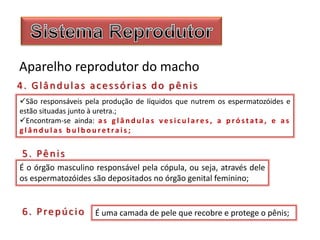 Aparelho reprodutor do macho
São responsáveis pela produção de líquidos que nutrem os espermatozóides e
estão situadas junto à uretra.;
Encontram-se ainda: a s g l â n d u l a s v e s i c u l a re s , a p r ó s t a t a , e a s
g l â n d u l a s b u l b o u r e t ra i s ;
4. Glândulas acessórias do pênis
É o órgão masculino responsável pela cópula, ou seja, através dele
os espermatozóides são depositados no órgão genital feminino;
5. Pênis
É uma camada de pele que recobre e protege o pênis;6. Prepúcio
 