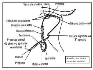 Aparelho reprodutor
masculino (caprino)
 