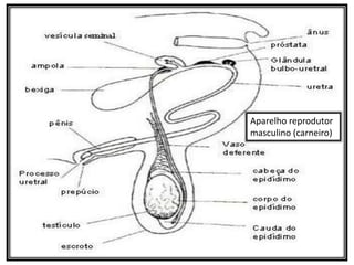 Aparelho reprodutor
masculino (carneiro)
 