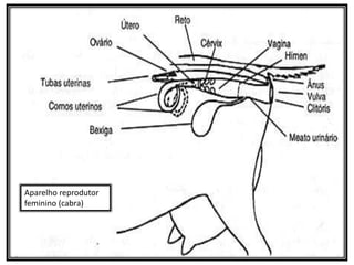 Aparelho reprodutor
feminino (cabra)
 
