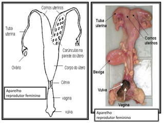 Aparelho
reprodutor feminino
Aparelho
reprodutor feminino
 