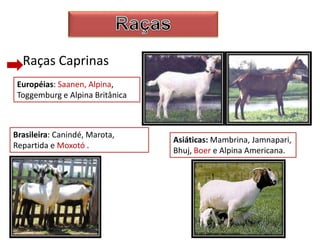 Raças Caprinas
Européias: Saanen, Alpina,
Toggemburg e Alpina Britânica
Brasileira: Canindé, Marota,
Repartida e Moxotó .
Asiáticas: Mambrina, Jamnapari,
Bhuj, Boer e Alpina Americana.
 