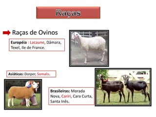 Raças de Ovinos
Européia : Lacaune, Dâmara,
Texel, Ile de France.
Asiáticas: Dorper, Somalis.
Brasileiras: Morada
Nova, Cariri, Cara Curta,
Santa Inês.
 
