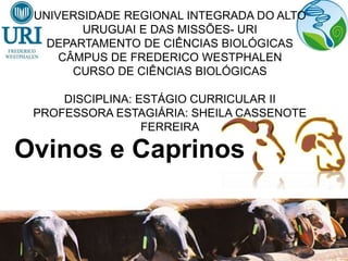 UNIVERSIDADE REGIONAL INTEGRADA DO ALTO
URUGUAI E DAS MISSÕES- URI
DEPARTAMENTO DE CIÊNCIAS BIOLÓGICAS
CÂMPUS DE FREDERICO WESTPHALEN
CURSO DE CIÊNCIAS BIOLÓGICAS
DISCIPLINA: ESTÁGIO CURRICULAR II
PROFESSORA ESTAGIÁRIA: SHEILA CASSENOTE
FERREIRA
Ovinos e Caprinos
 