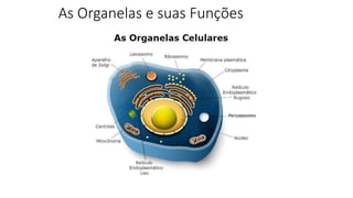 As Organelas e suas Funções
 