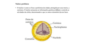 Núcleo: prefeitura
• O núcleo é como se fosse a prefeitura da cidade, protegida por seus muros, a
carioteca. O núcleo armazena as informações genéticas (DNA) e controla as
atividades da célula, determinando o que os outros elementos devem fazer.
 