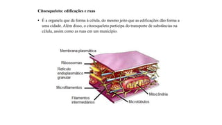 Citoesqueleto: edificações e ruas
• É a organela que dá forma à célula, do mesmo jeito que as edificações dão forma a
uma cidade. Além disso, o citoesqueleto participa do transporte de substâncias na
célula, assim como as ruas em um município.
 