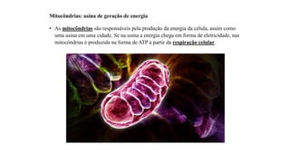Mitocôndrias: usina de geração de energia
• As mitocôndrias são responsáveis pela produção da energia da célula, assim como
uma usina em uma cidade. Se na usina a energia chega em forma de eletricidade, nas
mitocôndrias é produzida na forma de ATP a partir da respiração celular.
 