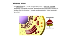 Ribossomos: fábricas
• Os ribossomos têm a função de ligar aminoácidos e sintetizar proteínas.
Funcionam como uma fábrica que precisa transformar matérias-primas em um
produto final. O ribossomo é formado por duas unidades: RNA ribossomal e
proteínas.
 