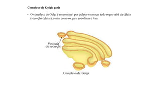 Complexo de Golgi: garis
• O complexo de Golgi é responsável por coletar e ensacar tudo o que sairá da célula
(secreção celular), assim como os garis recolhem o lixo.
 