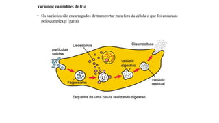 Vacúolos: caminhões de lixo
• Os vacúolos são encarregados de transportar para fora da célula o que foi ensacado
pelo complexgi (garis).
 