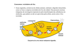 Lisossomos: recicladora de lixo
• Essas organelas, exclusivas de células animais, realizam a digestão intracelular,
como se fosse a empresa recicladora de lixo da cidade. Elas possuem enzimas
(máquinas de reciclagem) responsáveis pela transformação das substâncias em
moléculas, que podem ou não ser aproveitas pela célula, assim como o lixo
reciclado.
 
