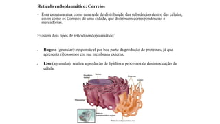 Retículo endoplasmático: Correios
• Essa estrutura atua como uma rede de distribuição das substâncias dentro das células,
assim como os Correios de uma cidade, que distribuem correspondências e
mercadorias.
Existem dois tipos de retículo endoplasmático:
• Rugoso (granular): responsável por boa parte da produção de proteínas, já que
apresenta ribossomos em sua membrana externa;
• Liso (agranular): realiza a produção de lipídios e processos de desintoxicação da
célula.
 